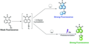 Graphical abstract: Development of 4-oxime-1,8-naphthalimide as a bioorthogonal turn-on probe for fluorogenic protein labeling