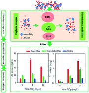 Graphical abstract: Insights into the uptake, distribution, and efflux of arsenite associated with nano-TiO2 in determining its toxicity on Daphnia magna