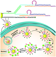 Graphical abstract: A photocontrolled and self-powered bipedal DNA walking machine for intracellular microRNA imaging