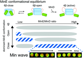 Graphical abstract: Conformational equilibrium of MinE regulates the allowable concentration ranges of a protein wave for cell division