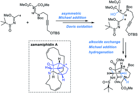 Graphical abstract: Synthetic progress toward the marine natural product zamamiphidin A