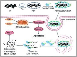 Graphical abstract: Delivery of Cas13a/crRNA by self-degradable black phosphorus nanosheets to specifically inhibit Mcl-1 for breast cancer therapy