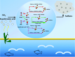 Graphical abstract: Catalytic sulfate formation mechanism influenced by important constituents of cloud water via the reaction of SO2 oxidized by hypobromic acid in marine areas