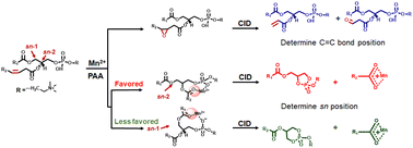 Graphical abstract: Characterization of glycerophospholipids at multiple isomer levels via Mn(ii)-catalyzed epoxidation