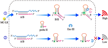Graphical abstract: A probe-mediated fluorescent biosensor for MC-LR detection using exonuclease III as a signal amplifier