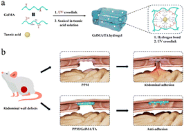 Graphical abstract: GelMA/tannic acid hydrogel decorated polypropylene mesh facilitating regeneration of abdominal wall defects