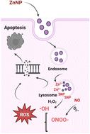 Graphical abstract: Self-targeted nanosystem for enhanced chemodynamic cancer therapy