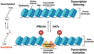 Graphical abstract: Biochemical characterization and discovery of inhibitors for PfSir2A: new tricks for an old enzyme