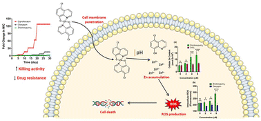 Graphical abstract: Synthesis, structural characterization, and antimicrobial activity of Zn(cloxyquin)2: towards harnessing zinc intoxication and immune response restoration to combat Staphylococcus aureus and Mycobacterium tuberculosis