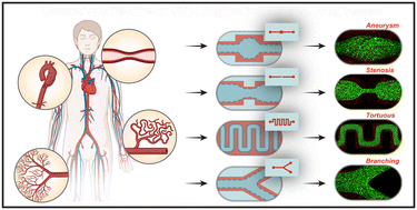 Graphical abstract: Vascular architecture-on-chip: engineering complex blood vessels for reproducing physiological and heterogeneous hemodynamics and endothelial function