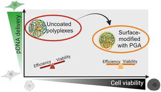 Graphical abstract: Poly(l-glutamic acid) augments the transfection performance of lipophilic polycations by overcoming tradeoffs among cytotoxicity, pDNA delivery efficiency, and serum stability