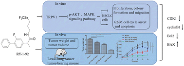 Graphical abstract: Anti-cancer activity and mechanism of flurbiprofen organoselenium compound RY-1-92 in non-small cell lung cancer