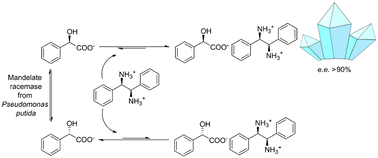 Graphical abstract: Crystallization-integrated mandelate racemase-catalyzed dynamic kinetic resolution of racemic mandelic acid