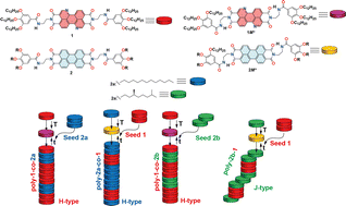 Graphical abstract: Electronically and geometrically complementary perylenediimides for kinetically controlled supramolecular copolymers