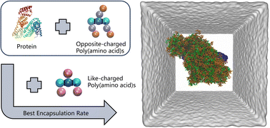 Graphical abstract: Unraveling mechanisms of protein encapsulation and release in coacervates via molecular dynamics and machine learning
