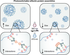 Graphical abstract: Reversible and size-controlled assembly of reflectin proteins using a charged azobenzene photoswitch