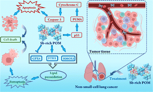 Graphical abstract: Antitumor effects of a Sb-rich polyoxometalate on non-small-cell lung cancer by inducing ferroptosis and apoptosis