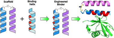 Graphical abstract: An engineered ubiquitin binding coiled coil peptide