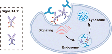 Graphical abstract: Lysosome–targeting chimeras containing an endocytic signaling motif trigger endocytosis and lysosomal degradation of cell-surface proteins