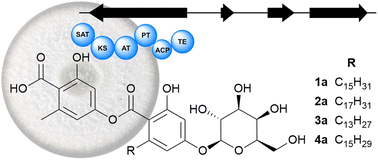 Graphical abstract: The aquastatin biosynthetic gene cluster encodes a versatile polyketide synthase capable of synthesising heteromeric depsides with diverse alkyl side chains