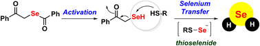 Graphical abstract: Phenacylselenoesters allow facile selenium transfer and hydrogen selenide generation