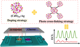Graphical abstract: Photo-crosslinking of doped magic-sized nanoclusters for the construction of enhanced electrochemiluminescence biosensors