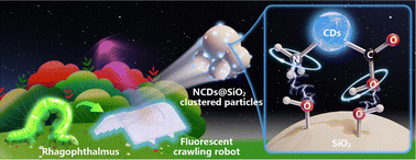 Graphical abstract: A bio-inspired co-simulation crawling robot enabled by a carbon dot-doped dielectric elastomer