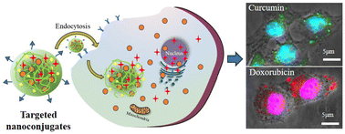 Graphical abstract: Concurrent targeted delivery of doxorubicin and curcumin to the cancer cells using simple and versatile ligand-installed multifaceted chitosan-based nanoconjugates