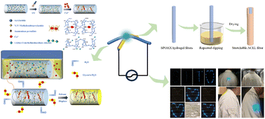 Graphical abstract: Stretchable alternating current electroluminescent fiber based on transparent and highly conductive dual-network imidazolium chloride ion–gel electrodes for wearable display applications