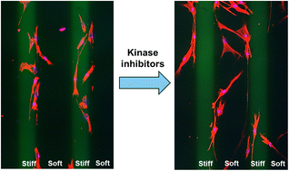 Graphical abstract: A soft-stiff patterned bioengineering model reveals kinase pathways driving directional cell migration in pulmonary arterial hypertension