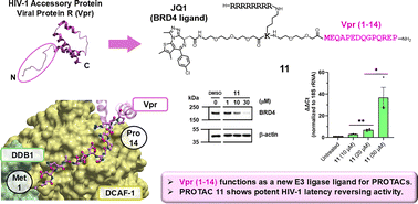 Graphical abstract: Application of HIV-1 viral protein R-derived-peptides as new E3 ligase-binding components of BRD4 degraders