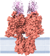 Graphical abstract: Nanobodies targeting ion channels: advancing therapeutics through precision and structural insights