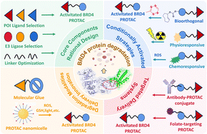 Graphical abstract: Targeted degradation of BRD4 by PROTACs: advances in cancer therapy