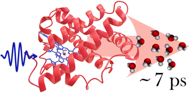 Graphical abstract: Internal vibrational energy redistribution precedes energy dissipation into the solvent upon photoexcitation of heme proteins