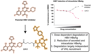 Graphical abstract: VHL-independent degradation of hepatitis B virus e antigen (HBeAg) by VHL-binding chimeric small molecules