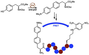Graphical abstract: Expedient discovery of fluorogenic amino acid-based probes via one-pot palladium-catalysed arylation of tyrosine