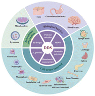 Graphical abstract: Targeted drug delivery systems for rheumatoid arthritis: advancing precision medicine in autoimmune therapies
