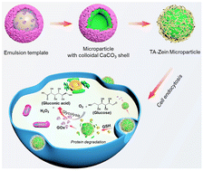 Graphical abstract: Pickering emulsion templated proteinaceous microparticles as glutathione-responsive carriers for endocytosis in tumor cells