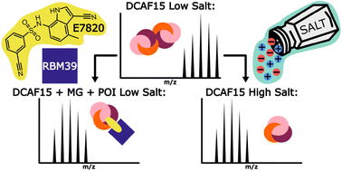 Graphical abstract: Native mass spectrometry of complexes formed by molecular glues reveals stoichiometric rearrangement of E3 ligases