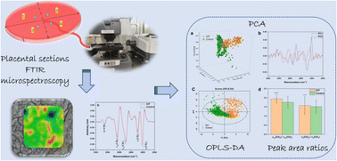 Graphical abstract: FTIR microscopic study on biomolecular alterations in placental tissues of intrahepatic cholestasis of pregnancy
