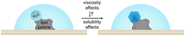 Graphical abstract: Immersion ice nucleation of atmospherically relevant lipid particles