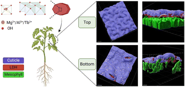 Graphical abstract: Nanocarrier foliar uptake pathways affect delivery of active agents and plant physiological response