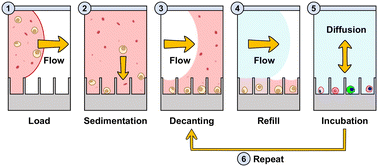 Graphical abstract: Highly efficient isolation and multistep analysis of tumor cells from whole blood