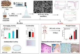 Graphical abstract: Promising wound healing activity of Saussurea costus loaded PCL–gelatin nanofibers