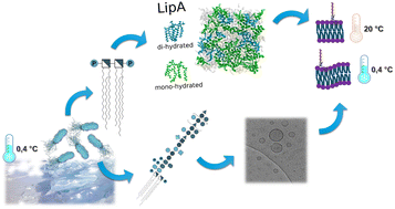 Graphical abstract: Bucking the trend: understanding lipopolysaccharide structure and outer membrane dynamics in cold-adapted Pseudomonas isolated from Enigma Lake, Antarctica