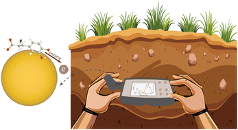 Graphical abstract: Field-deployable measurement of soil extracellular enzyme activity using surface-enhanced Raman spectroscopy