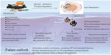 Graphical abstract: The stealthy journey of nanoplastics in bivalves: accumulation dynamics and toxic burden