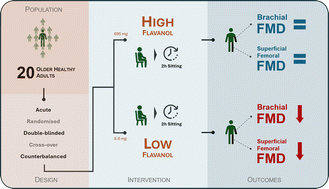 Graphical abstract: Cocoa flavanols protect endothelial function during prolonged sitting in healthy older adults