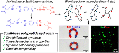 Graphical abstract: The influence of polymer topology and side chain functionality on the Schiff-base reactivity of biocompatible polypeptide hydrogels