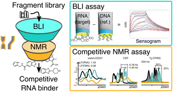 Graphical abstract: Discovery of RNA-binding fragments using biolayer interferometry